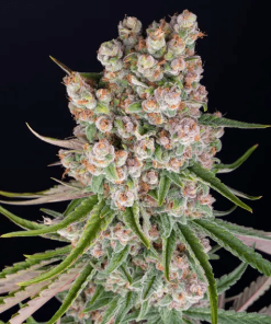 barneys auto gmo