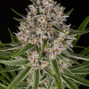 barneys auto lemonhaze