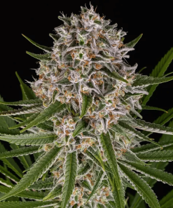 barneys auto lemonhaze