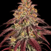 barneys auto mimosaxorange