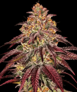 barneys auto mimosaxorange