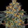 barneys auto mobydick