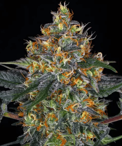 barneys auto mobydick