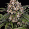 barneys auto ogkush