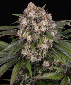 barneys auto ogkush