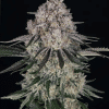 barneys auto sourdiesel