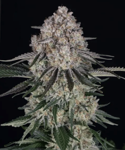 barneys auto sourdiesel
