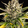barneys auto strawberrycheese