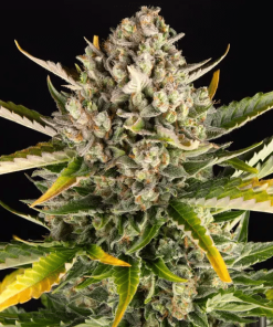barneys auto strawberrycheese