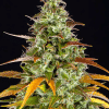 barneys auto watermelonzkittlez