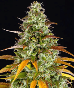 barneys auto watermelonzkittlez