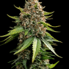 barneys auto whitewidowxxl
