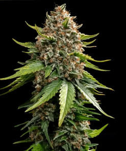 barneys auto whitewidowxxl