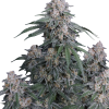 gmo auto
