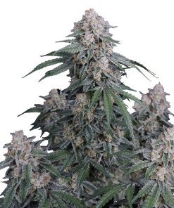 gmo auto