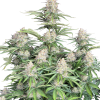moby dick auto
