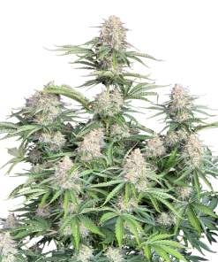 moby dick auto