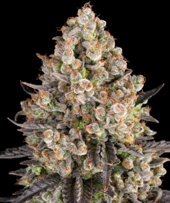 og kush circle new 21 912741