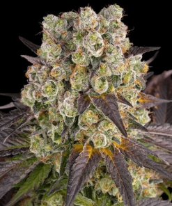purple punch x lemon drizzle circle new 21 912226