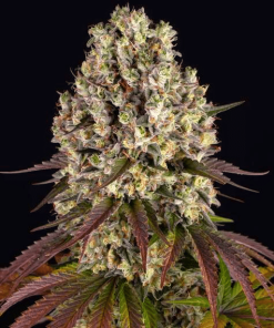 sour diesel circle new 21 911976