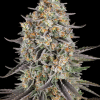 sour strawberry circle new 21 129819