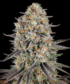 sour strawberry circle new 21 129819
