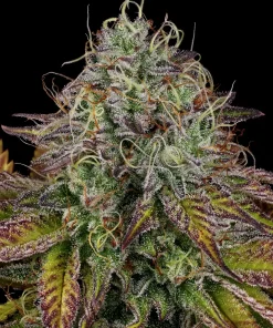 Apricot Candy - Femminizzati Stagionali