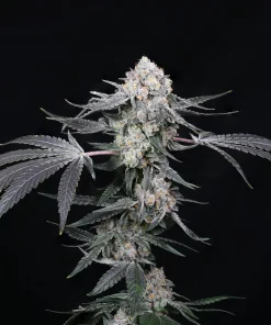 High Society - Femminizzati Stagionali