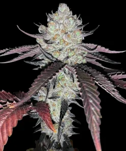 Marshmallow OG - Femminizzati Stagionali