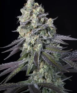Purple Mints - Femminizzati Stagionali