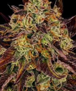 Tangerine Sorbet - Femminizzati Stagionali