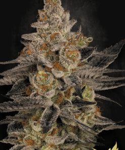 paradise chocowafflez
