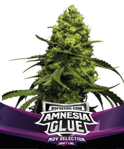 Amnesia Glue - Femminizzati Stagionali