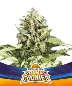 Double Cookies Auto - Autofiorenti Femminizzati