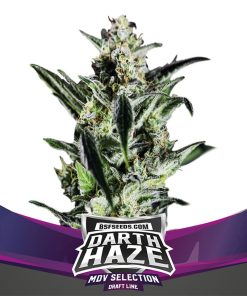 Darth Haze - Femminizzati Stagionali
