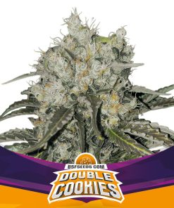 Double Cookies - Femminizzati Stagionali