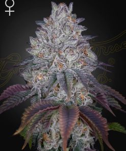 King’s Tart - Femminizzati Stagionali