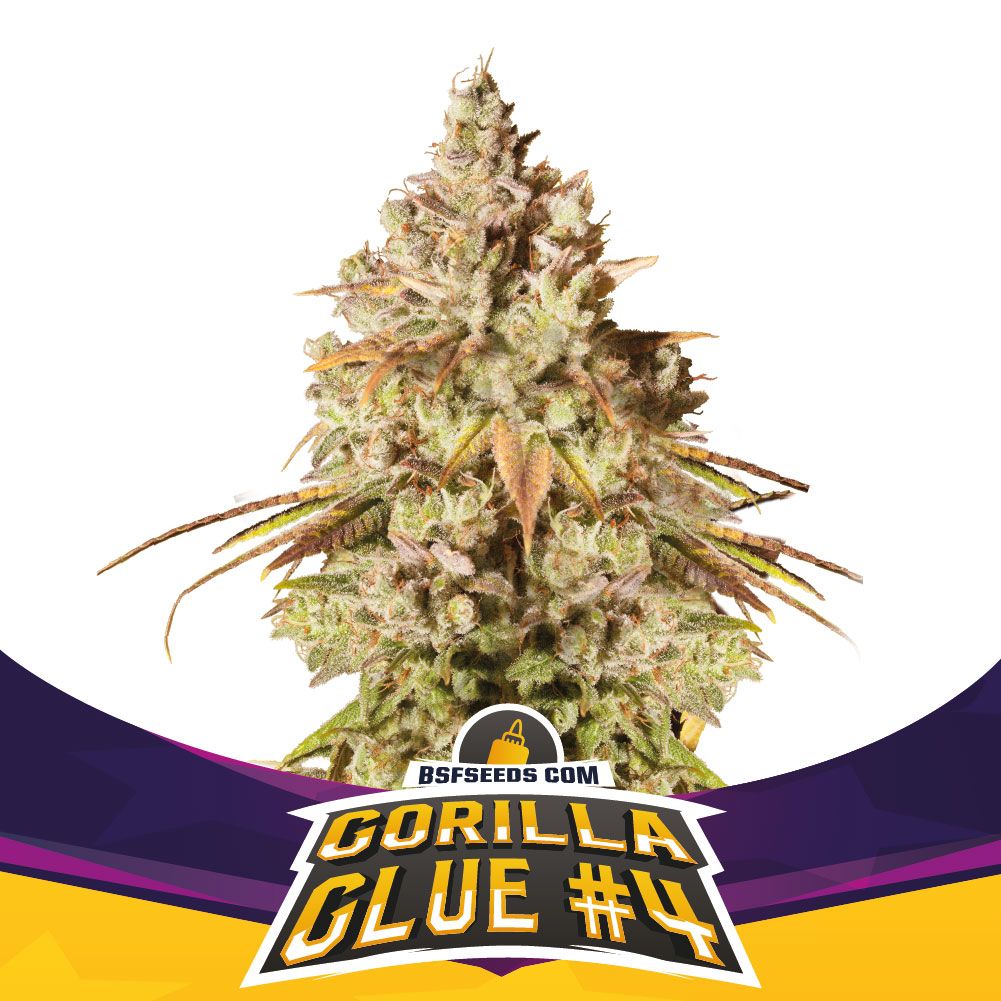 Gorilla Glue #4 - Femminizzati Stagionali