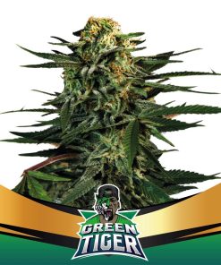 Green Tiger - Femminizzati Stagionali