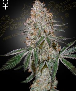HighCloudZ - Femminizzati Stagionali
