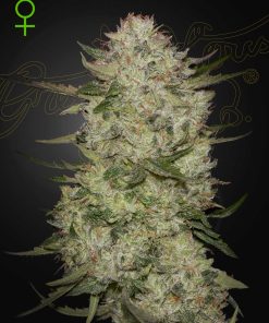 HighCloudZ Auto - Autofiorenti Femminizzati