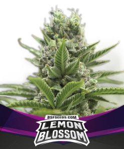 Lemon Blossom - Femminizzati Stagionali