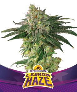 Lebron Haze - Femminizzati Stagionali
