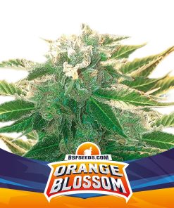 Orange Blossom XXL Auto - Autofiorenti Femminizzati