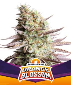 Orange Blossom - Femminizzati Stagionali