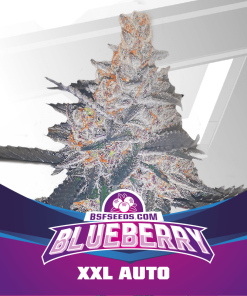 Blueberry XXL Auto - Autofiorenti Femminizzati