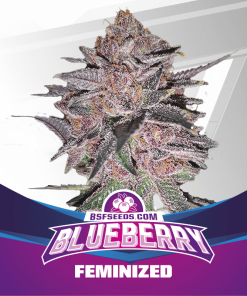 Blueberry Fem - Femminizzati Stagionali