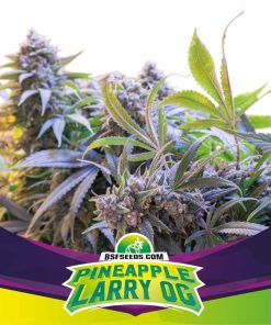 Pineapple Larry OG - Femminizzati Stagionali
