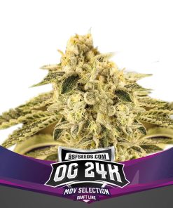 OG 24K - Femminizzati Stagionali