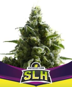 SLH – Super Lemon Haze - Femminizzati Stagionali